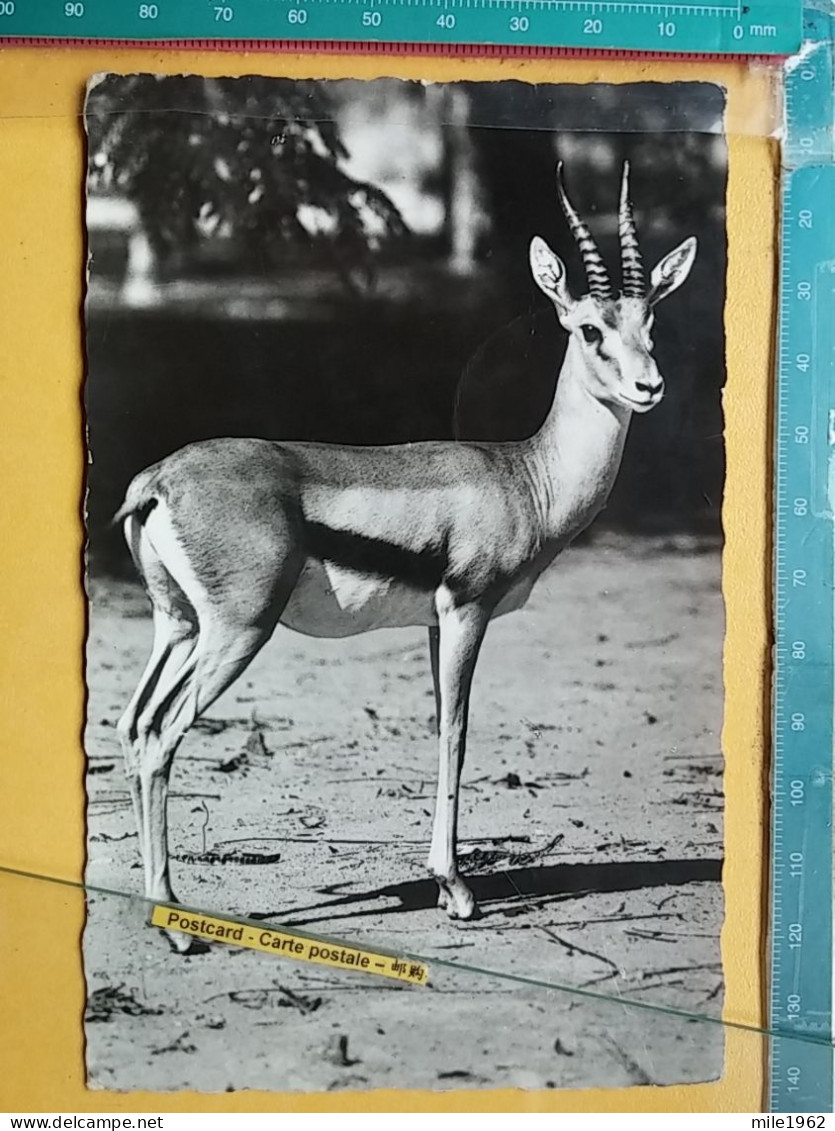 KOV 506-39 - GAZELLE, AFRICA - Other & Unclassified