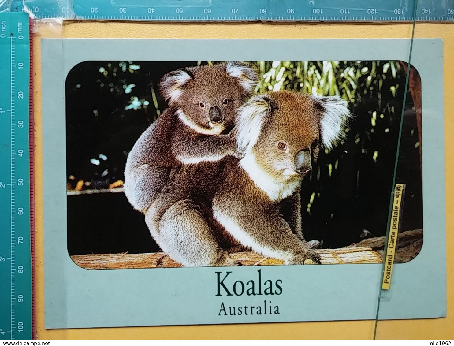 KOV 506-38 - KOALA, AUSTRALIA - Otros & Sin Clasificación