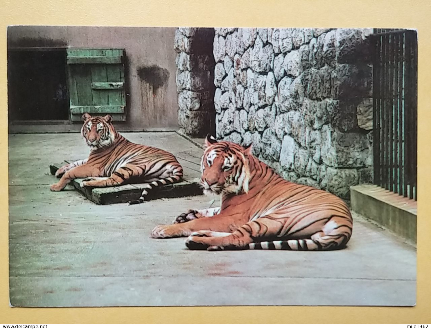 KOV 506-38 - TIGER, TIGRE, ZOO GARDEN ZAGREB, JARDIN ZOOLOGIQUE - Tigers