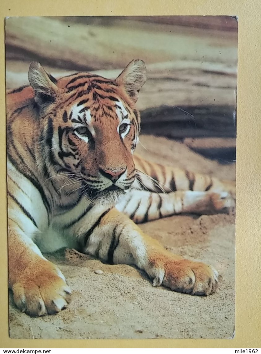 KOV 506-38 - Tiger, Tigre  - Tigers