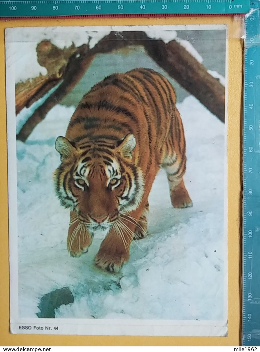 KOV 506-38 - TIGER, TIGRE, STICKER, AUTOCOLLANT - Tiger