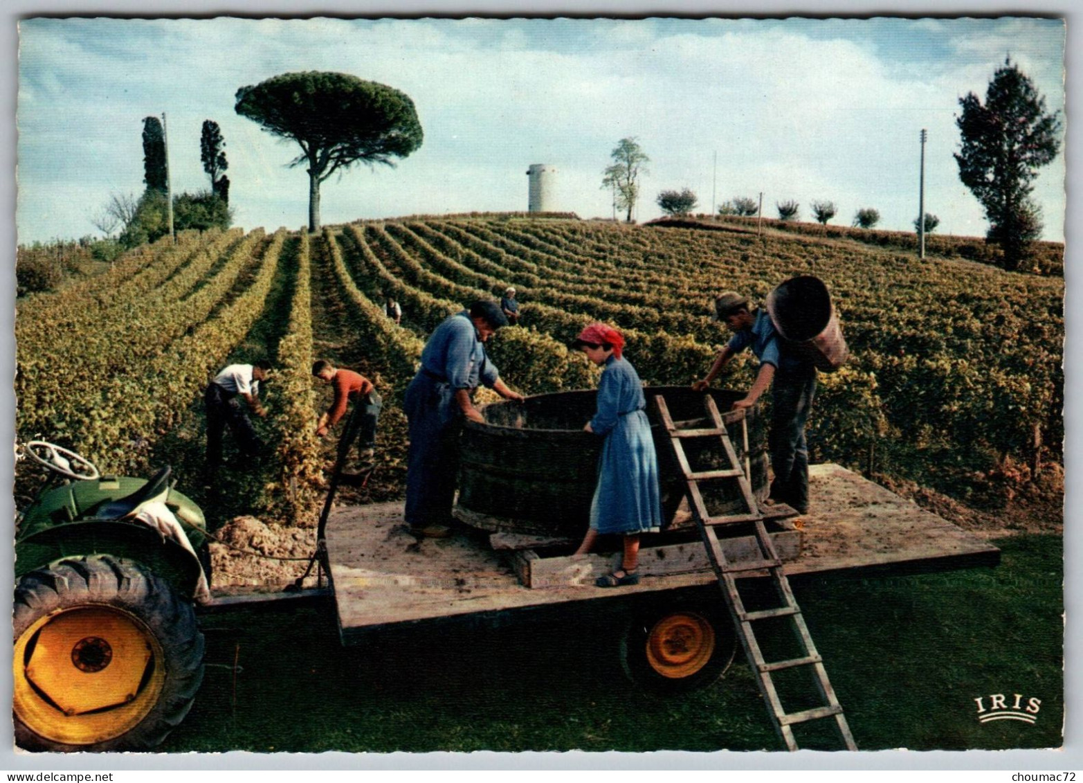 GF (33) 668, En Gironde, Théojac 33/111, Les Vignes, Vendanges, état - Andere & Zonder Classificatie