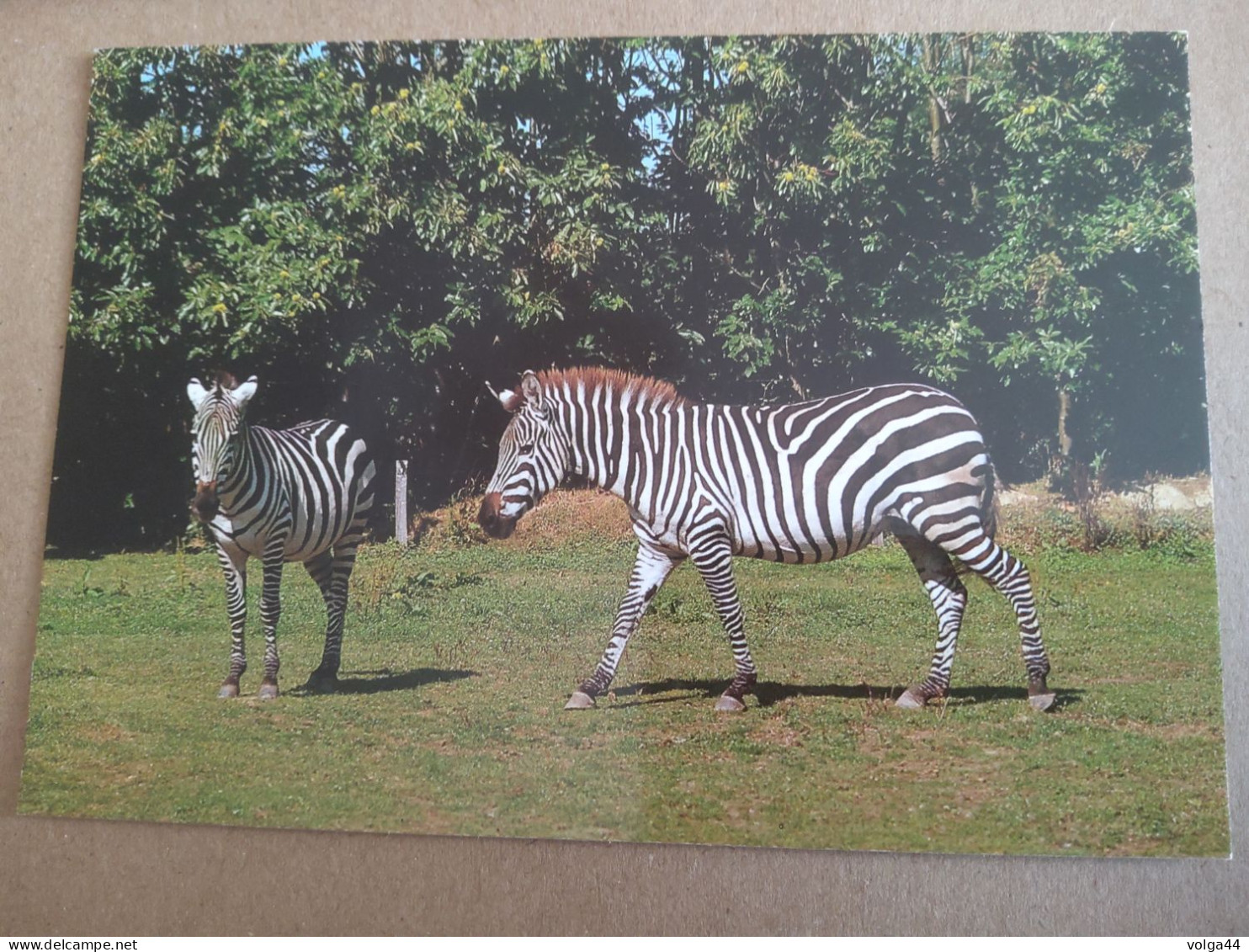 44 - Zoo De La BOISSIERE DU DORE - Zèbres - Zebras