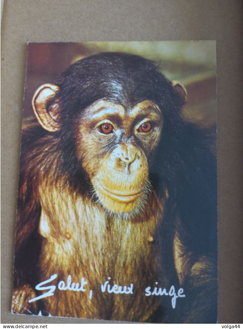CP - Humoristique  - Salut Vieux Singe - Monkeys