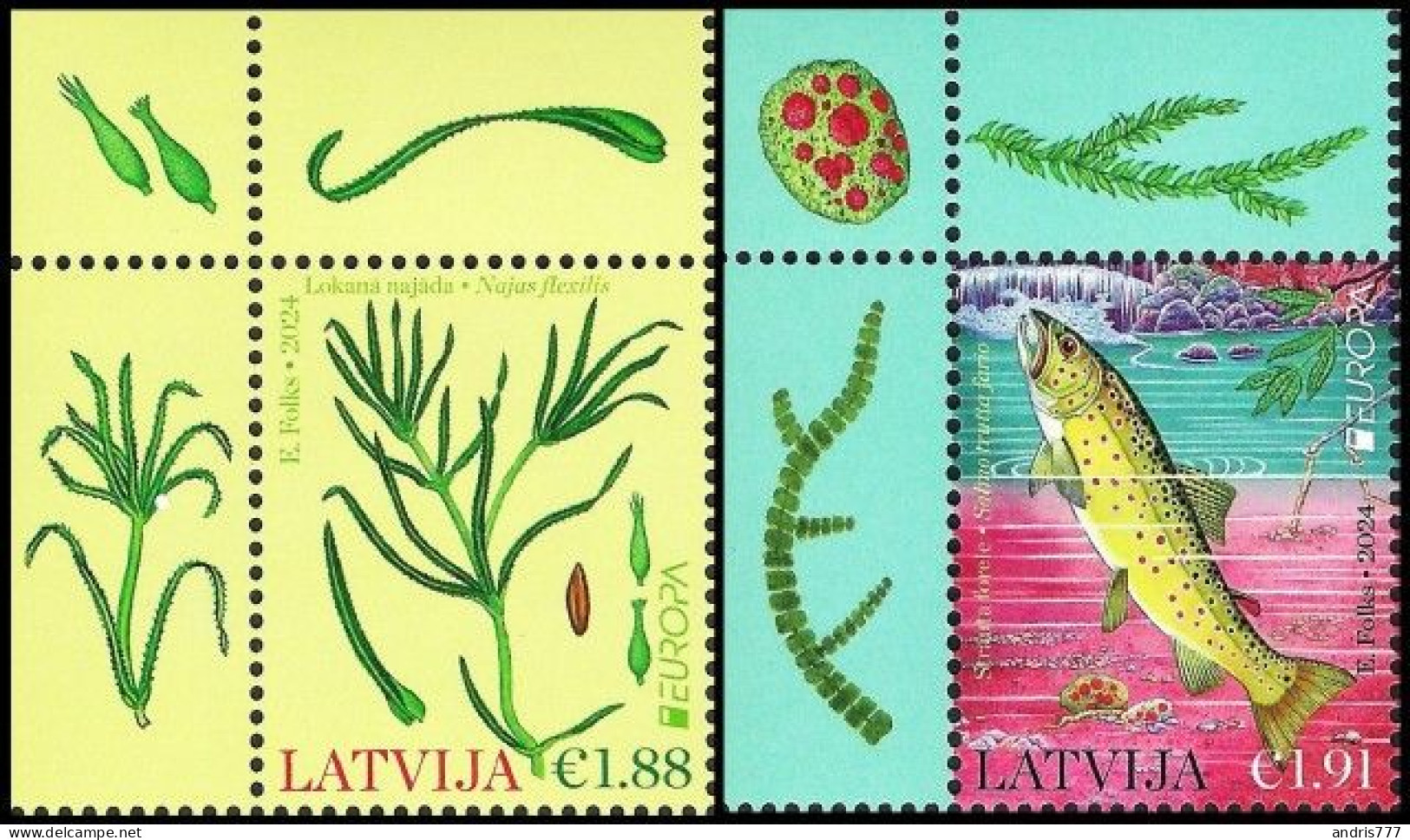 Latvia Lettland Lettonie 2024 (07) Europa - Underwater Flora And Fauna - Fish - Trout (corners) - Latvia