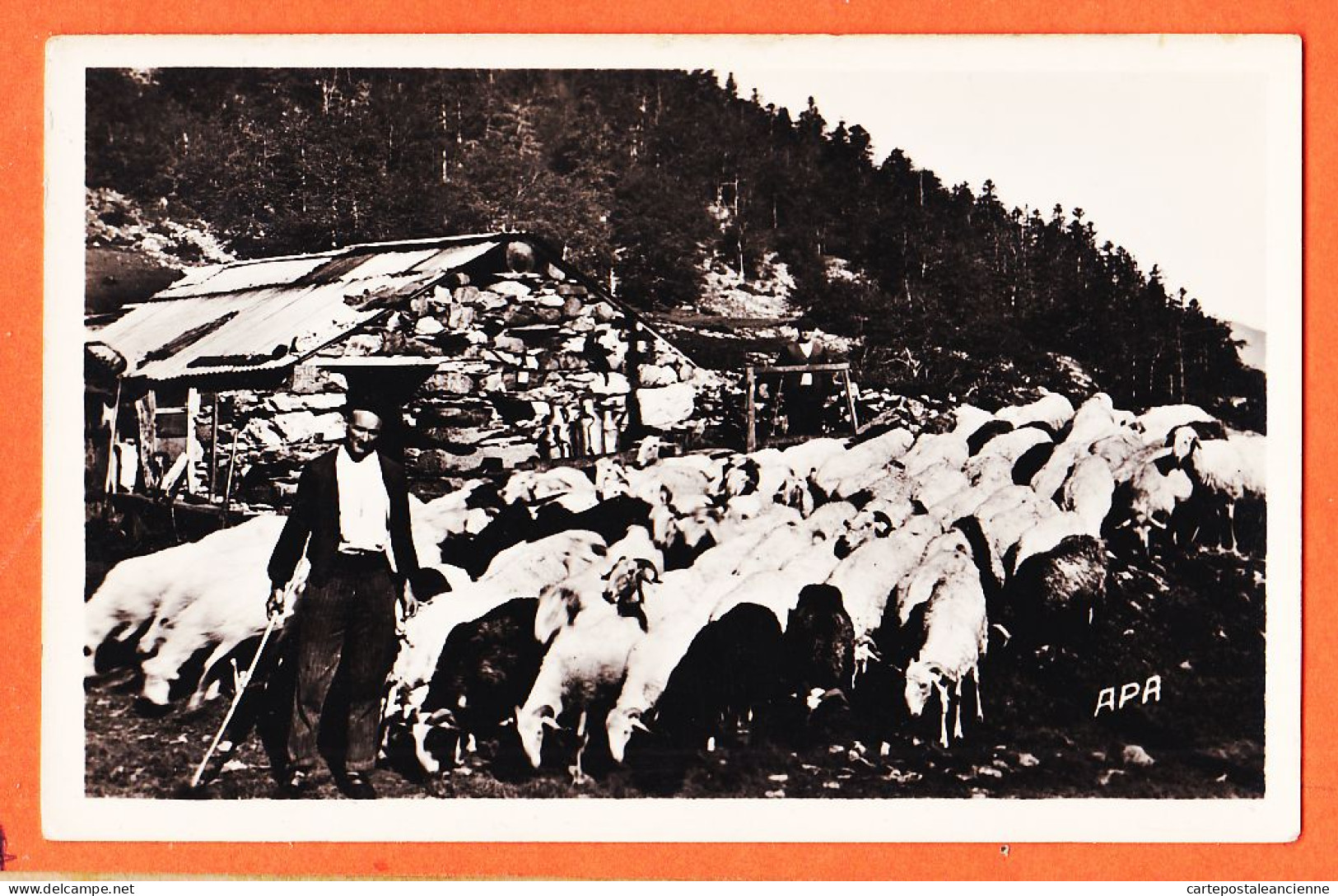 05461 / BERGER à La MONTAGNE Moutons Brebis Bergerie Métier Paysans Pyrénées Illustrées 1950s Photo-Bromure APA-POUX 3 - Farmers
