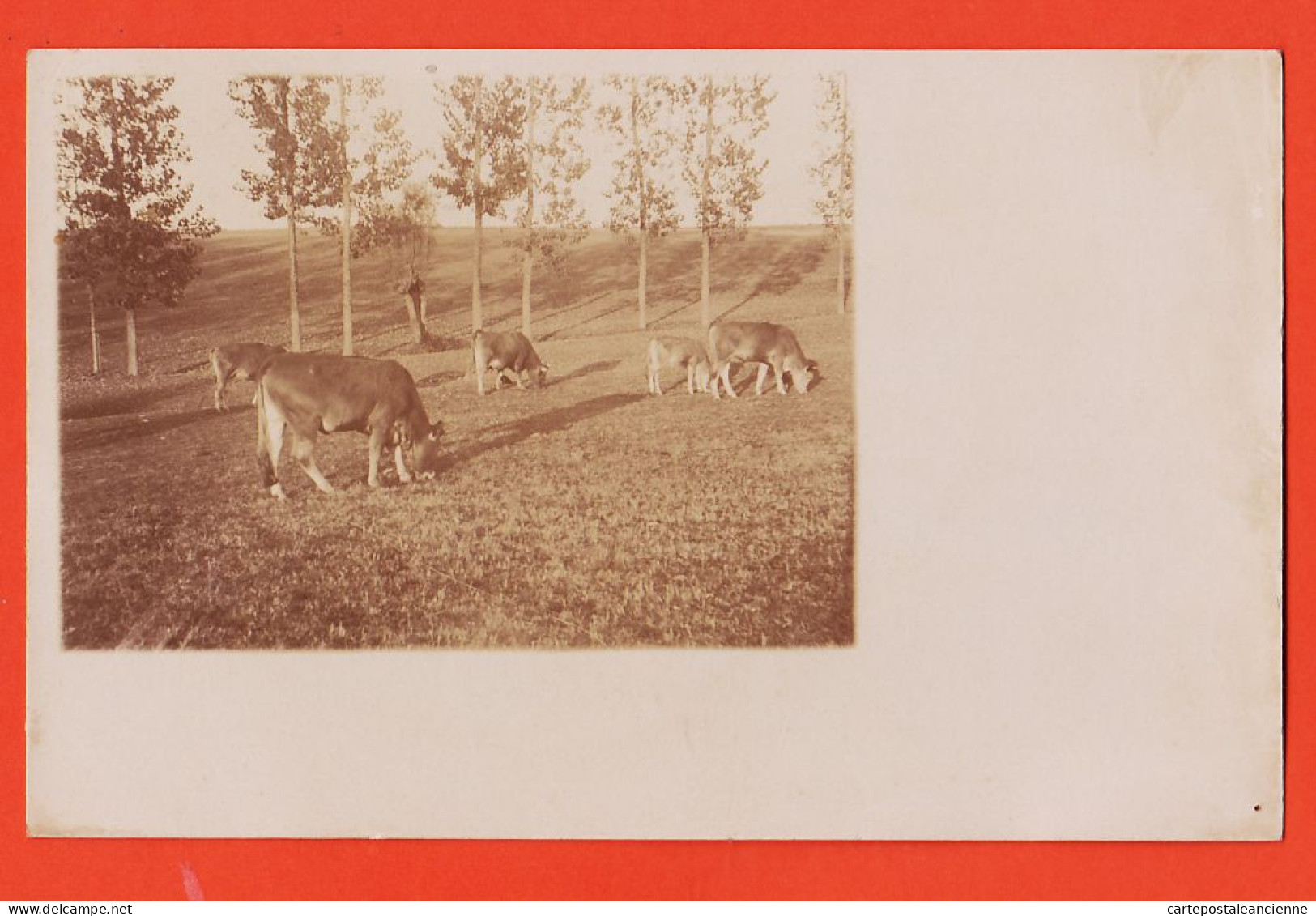 05467 / Carte-Photo  Troupeau De Vaches Et Son Veau Broutant Paturage Cpagr 1900s  - Elevage