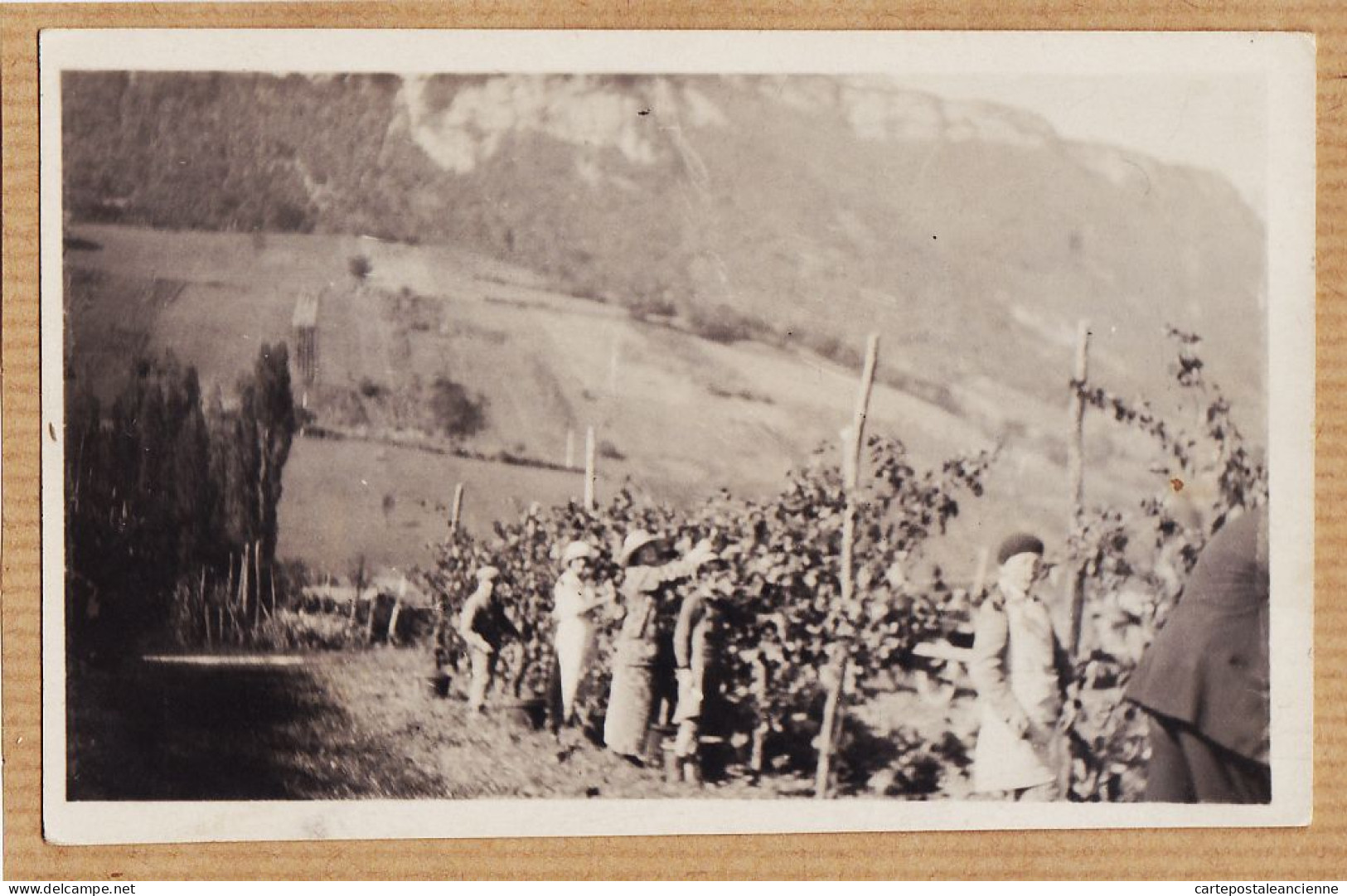 05431 / ⭐ (•◡•) ◉ Agriculture Carte-Photo Verger Récolte De Fruits Poire ? Région Montagneuse 1930s - Cultures