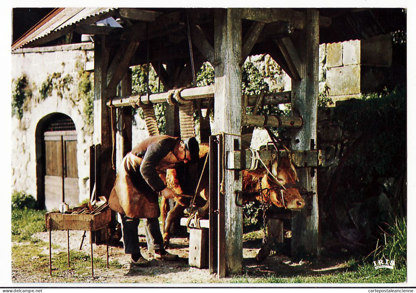 05452 / Midi-Pyrénées Le MARECHAL-FERRAND Scene Paysanne Ferrage Boeuf Metier 1975s - IRIS CAP THEOJAC Toulouse Cpagr - Farmers