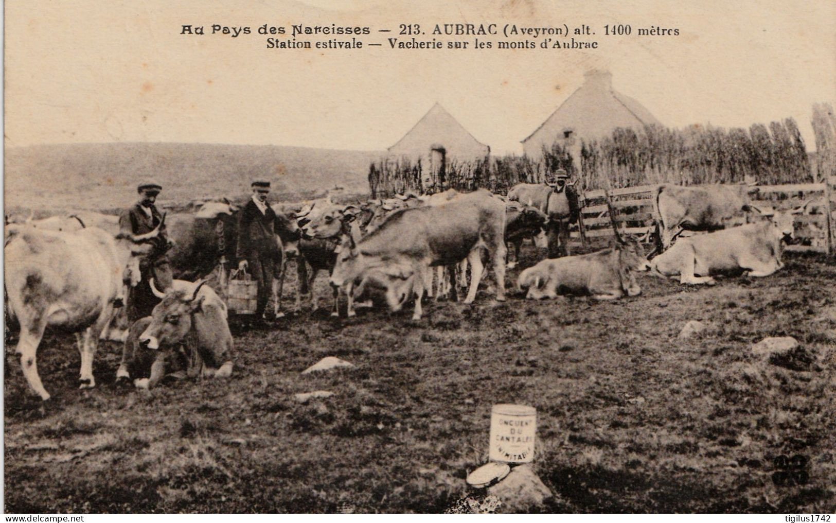 Aubrac Station Estivale Vacherie Sur Les Monts D’Aubrac Au Pays Des Narcisses - Sonstige & Ohne Zuordnung