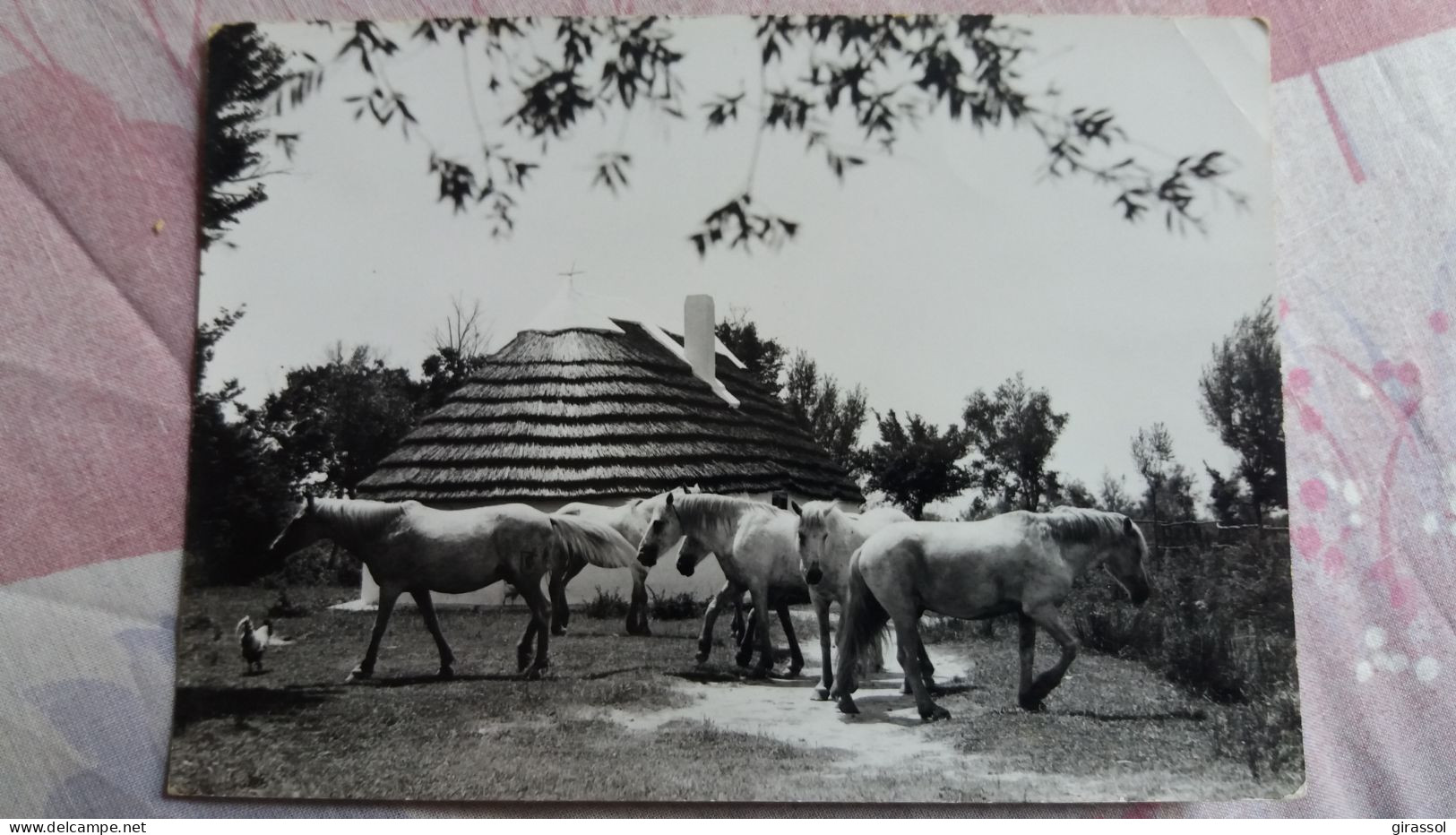 CPSM CHEVAUX DE CAMARGUE ED PHOTO GEORGE ARLES 1965 - Horses