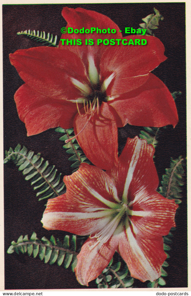 R455547 Amaryllis Lily. Hippeastrum Hybridum. PC 10. Dixon. Flowers - Welt