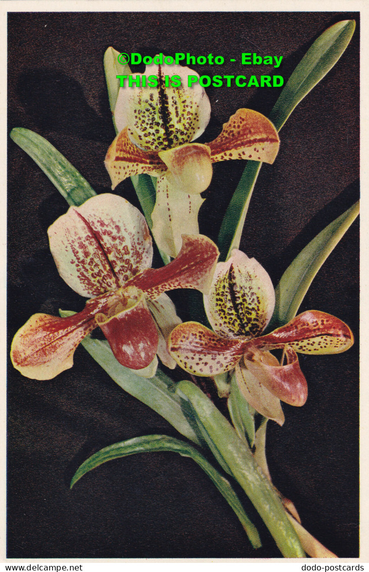 R455552 Ladys Slipper Orchid. Cypripedium. PC 13. Flowers. Dixon - Welt