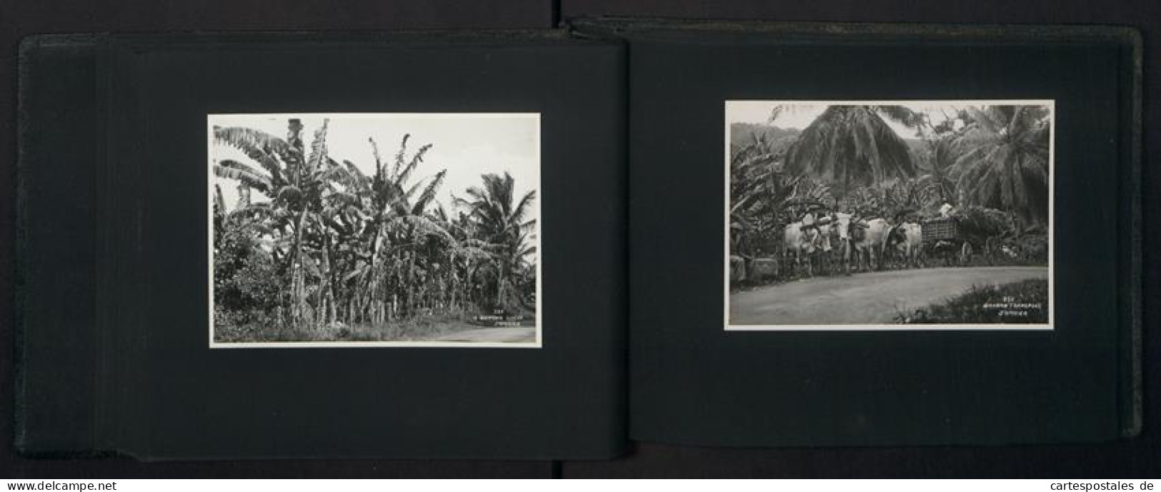 2 Fotoalben mit 99 Fotografien, Ansicht Panama, Karibikreise, Madeira, Antigua, Jamaica, Grenada, Barbados, Trinidad 