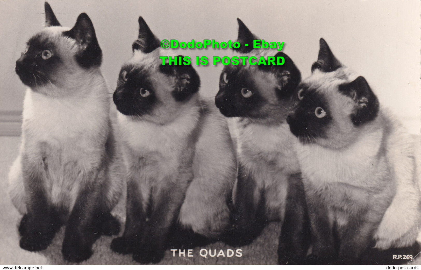 R455629 The Quads. R. P. 269. Cats. Valentines. RP - Welt