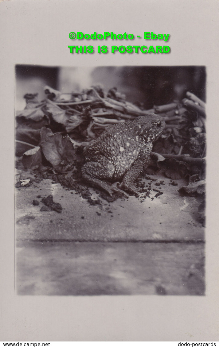 R455659 Frog. Old Photography. Postcard - Monde