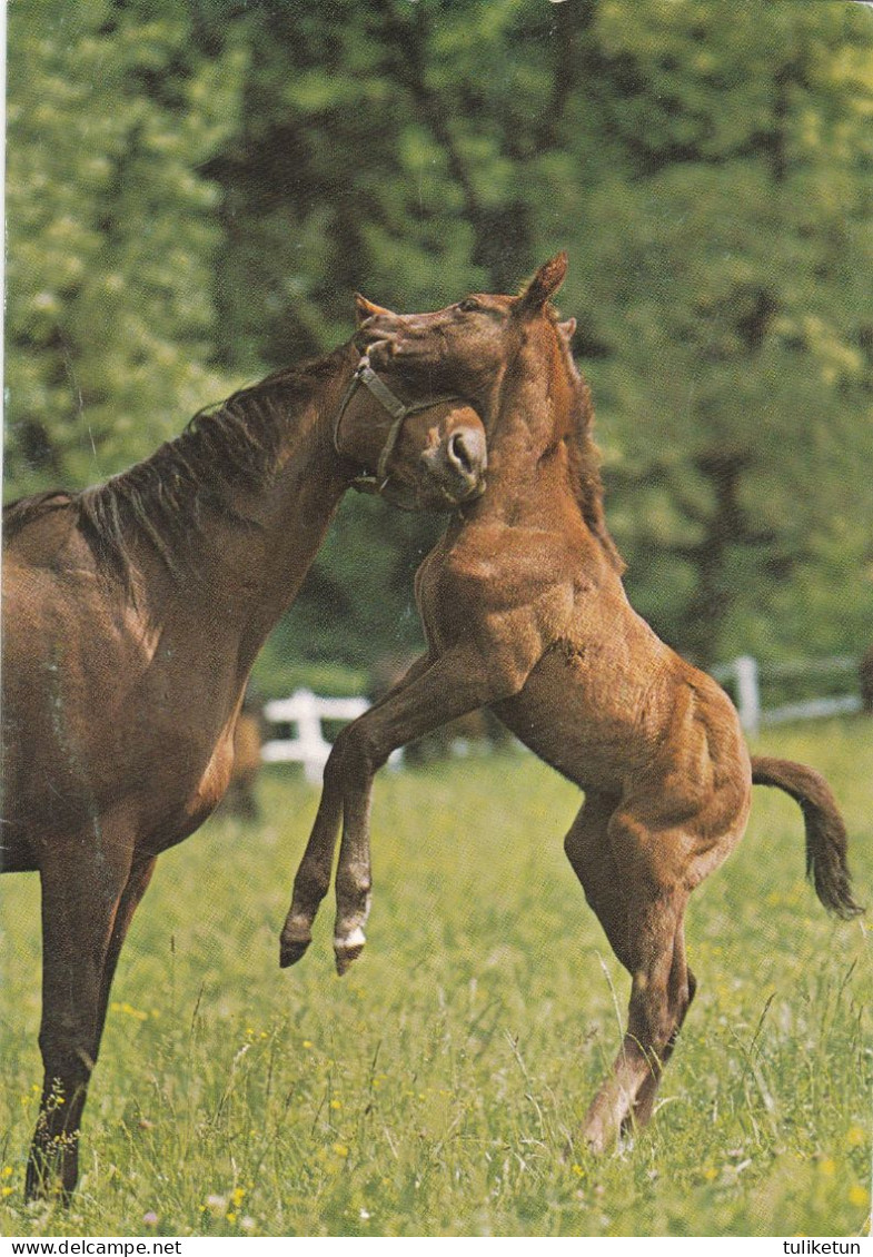 Horse - Cheval - Paard - Pferd - Cavallo - Cavalo - Caballo - Häst - Engadin Press - Double Card - Horses