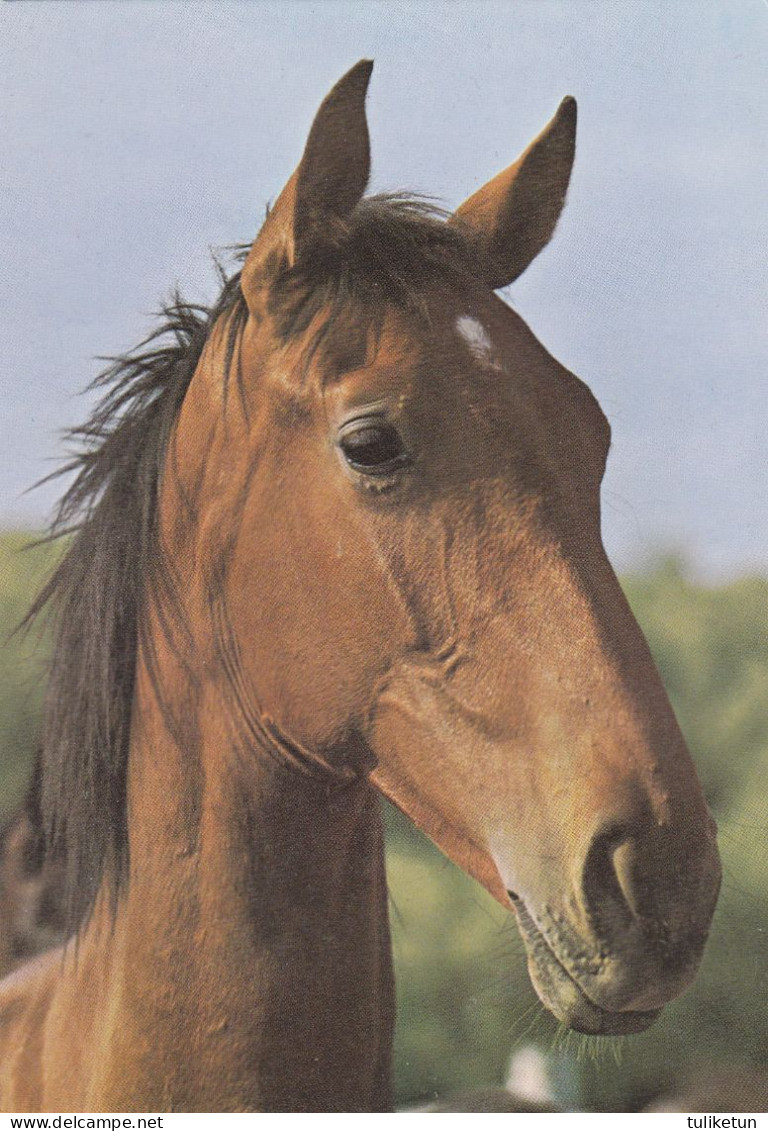 Horse - Cheval - Paard - Pferd - Cavallo - Cavalo - Caballo - Häst - Engadin Press - Double Card - Pferde