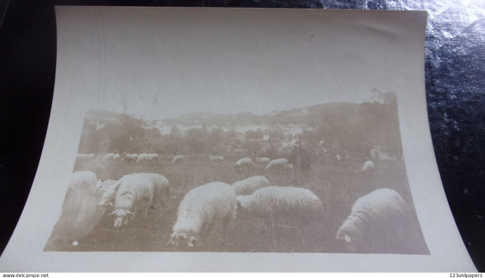 06 BELLE PHOTO DE  LE CANNET LEGENDE  MARS 1899 MOUTONS PRES DU CANNET  BERGERE - Le Cannet