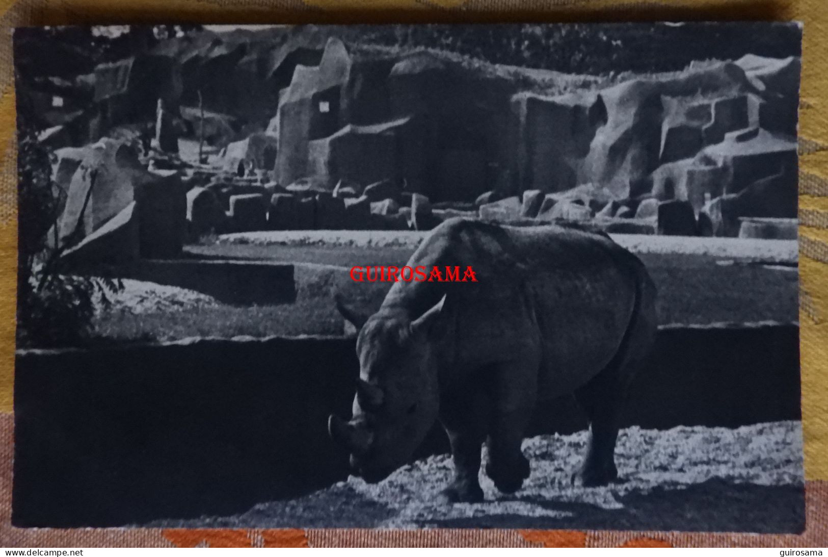 Muséum D’Histoire Naturelle – Parc Zoologique Du Bois De Vincennes Paris –  Le Rhinocéros D'Afrique - Draeger - 145 - Rhinocéros