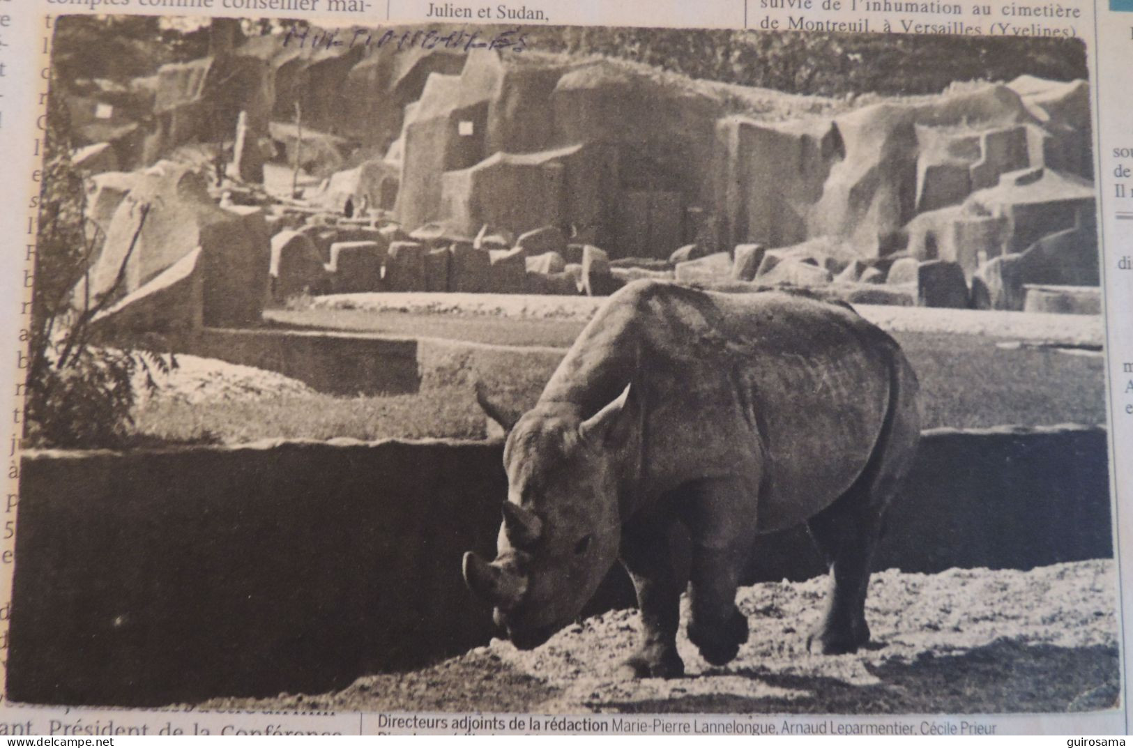 Muséum D’Histoire Naturelle – Parc Zoologique Du Bois De Vincennes Paris –  Le Rhinocéros D'Afrique - Draeger - 145 - Rhinocéros