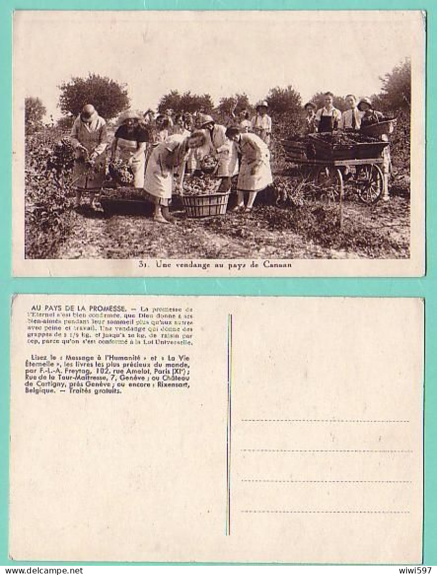 CARTE POSTALE ANCIENNE - UNE VENDANGE AU PAYS DE CANAAN - Vines