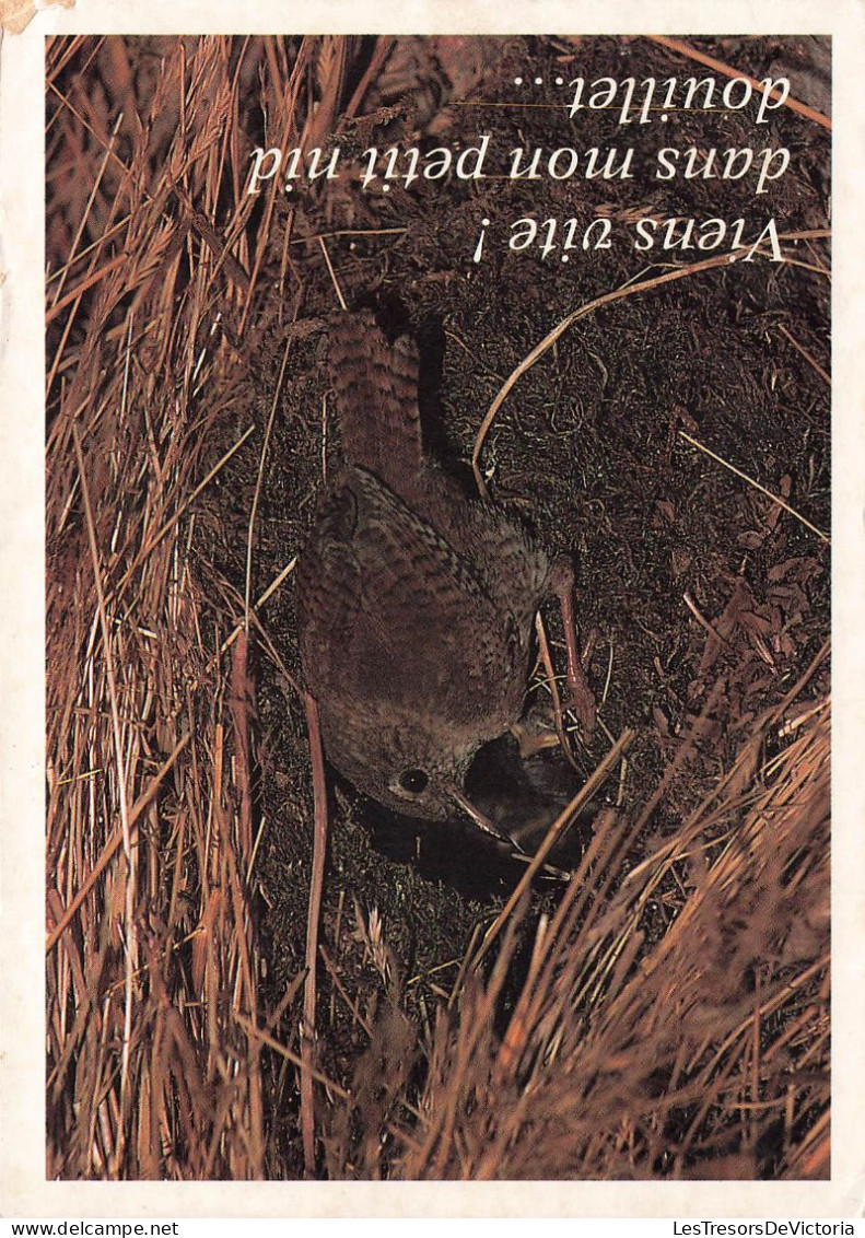 ANIMAUX - Oiseaux - Viens Vite Dans Mon Petit Nid Douillet... - Message D'animaux - Carte Postale Ancienne - Oiseaux