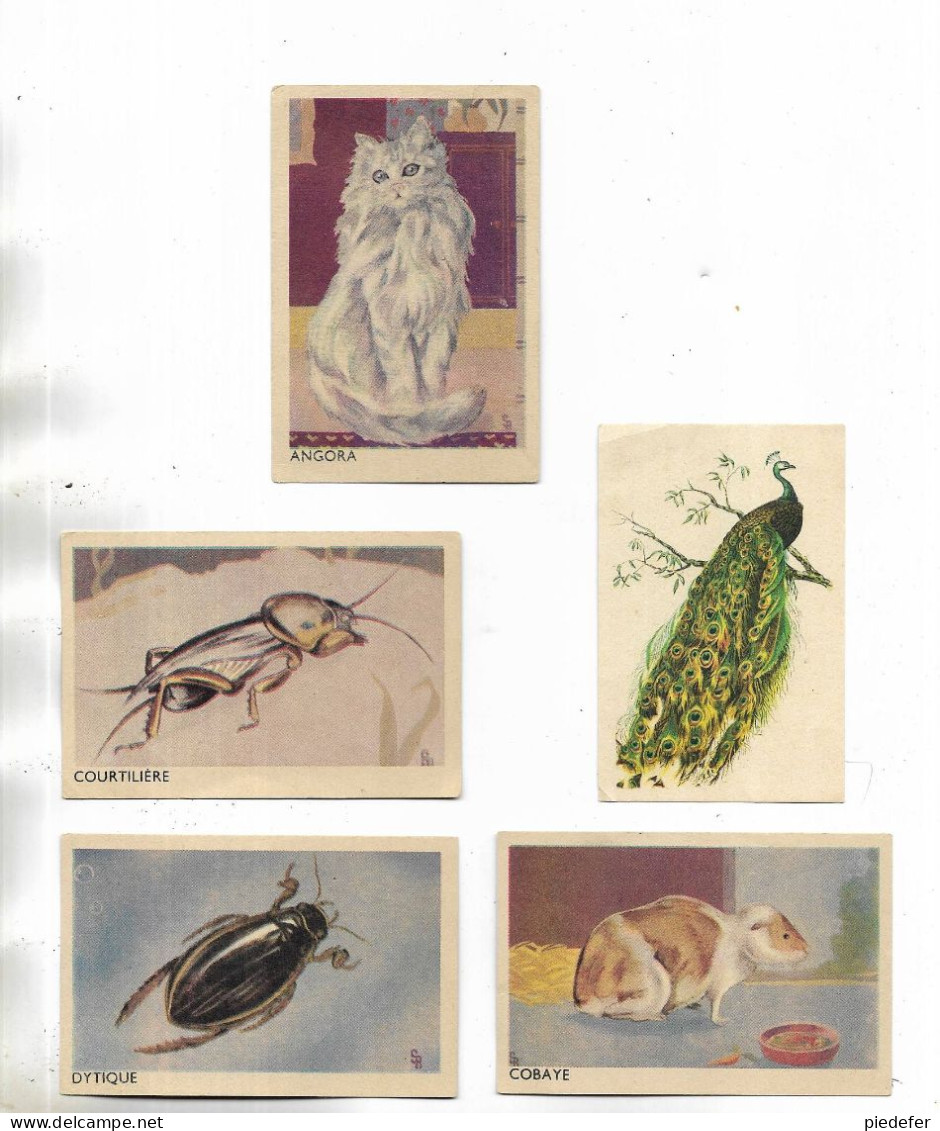 Lot De 23 Petites Fiches Illustrées  Sur Divers Animaux, Avec Descriptif Au Verso. - Tiere