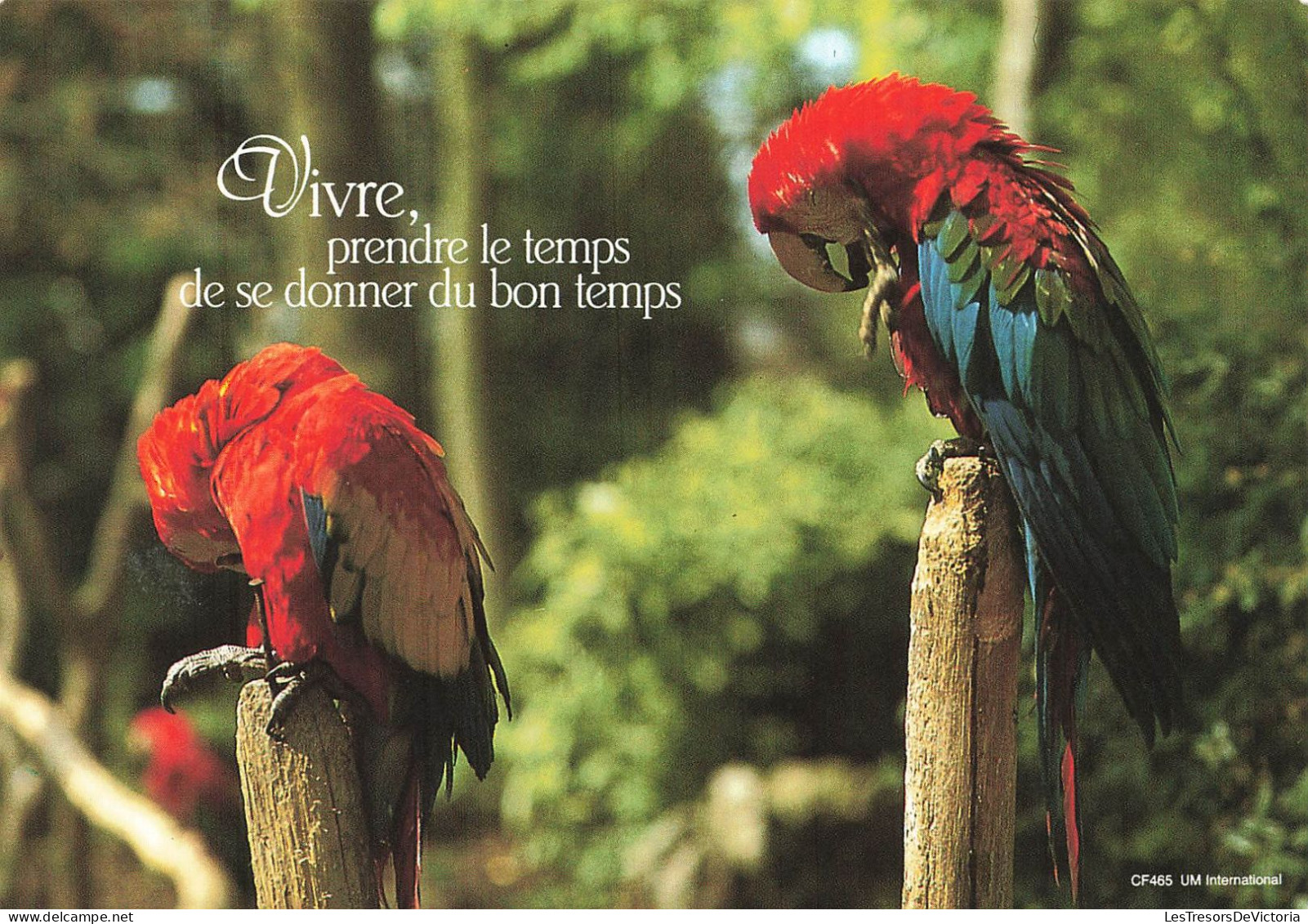 ANIMAUX - Oiseaux - Vivre, Prendre Le Temps De Se Donner Du Bon Temps - Perroquets - Carte Postale Ancienne - Birds