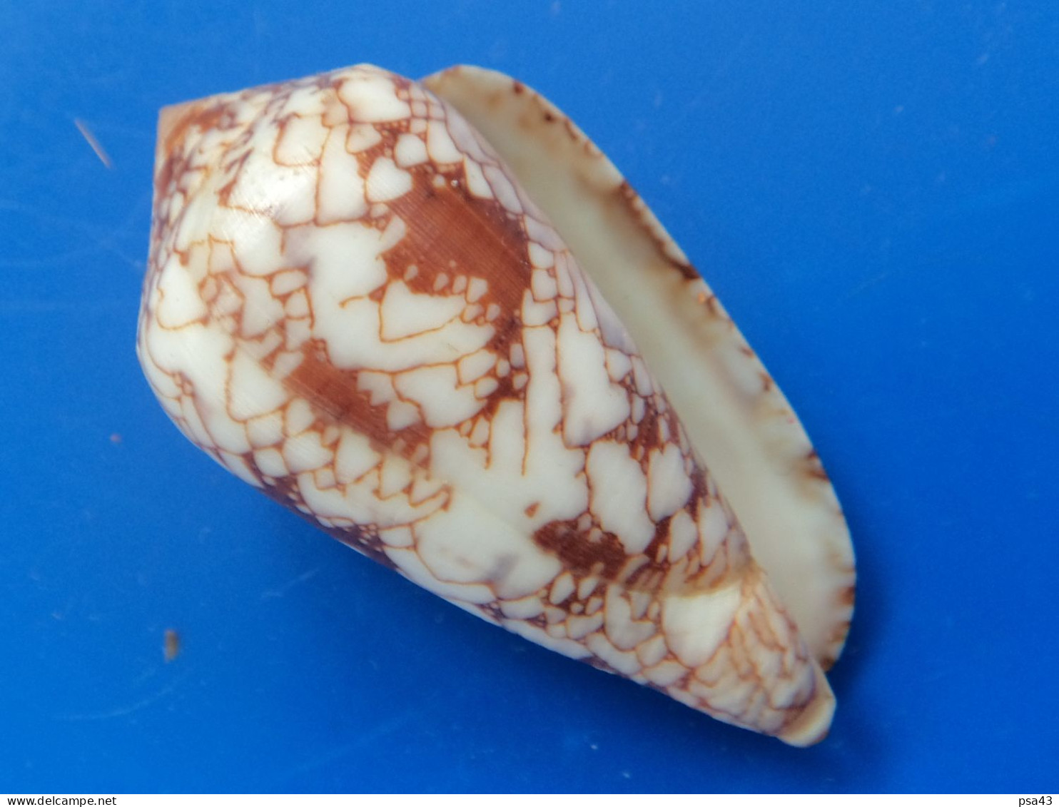 Conus Behelokensis Madagascar 43,5mm F+++ N6 - Coquillages
