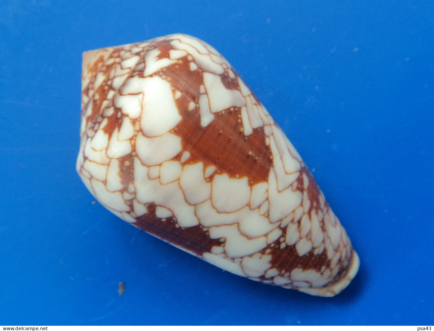 Conus Behelokensis Madagascar 43,5mm F+++ N6 - Schelpen