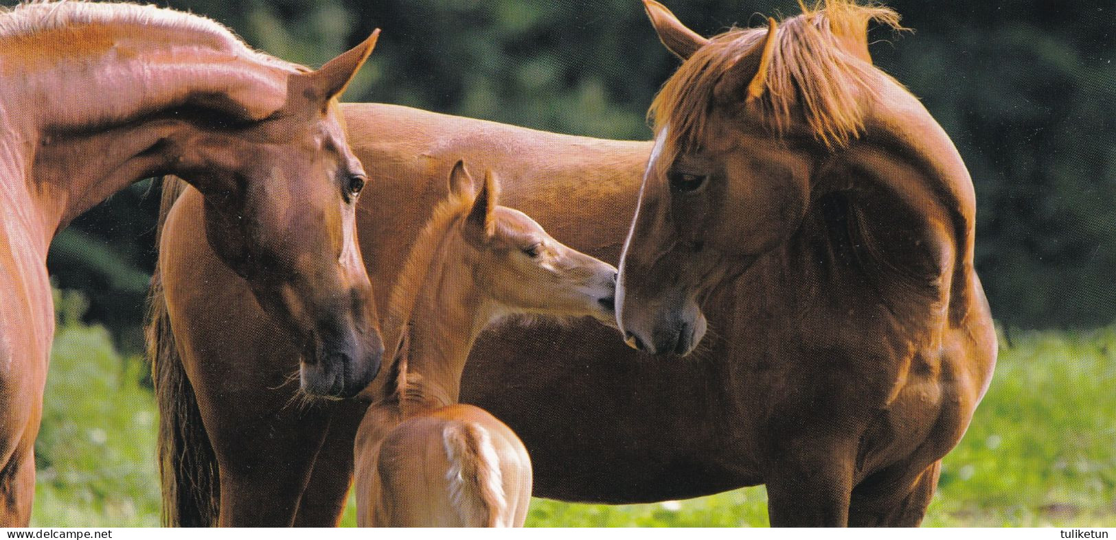Horse - Cheval - Paard - Pferd - Cavallo - Cavalo - Caballo - Häst - Panorama Postcard - Warmblod Horses - Pferde