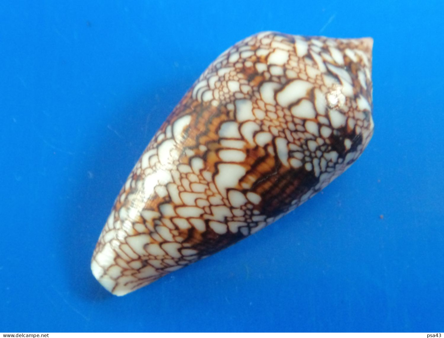 Conus Euetrios Madagascar (Fort Dauphin) 53,5mm GEM N6 - Seashells & Snail-shells