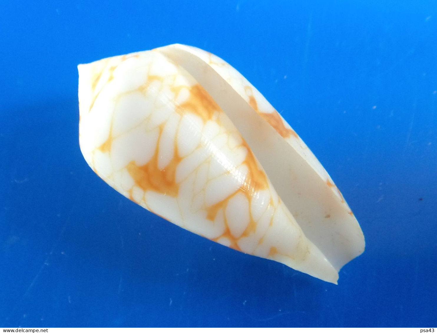 Conus Sirventi Madagascar (Beheloka) 42mm F+++/GEM N6 - Seashells & Snail-shells