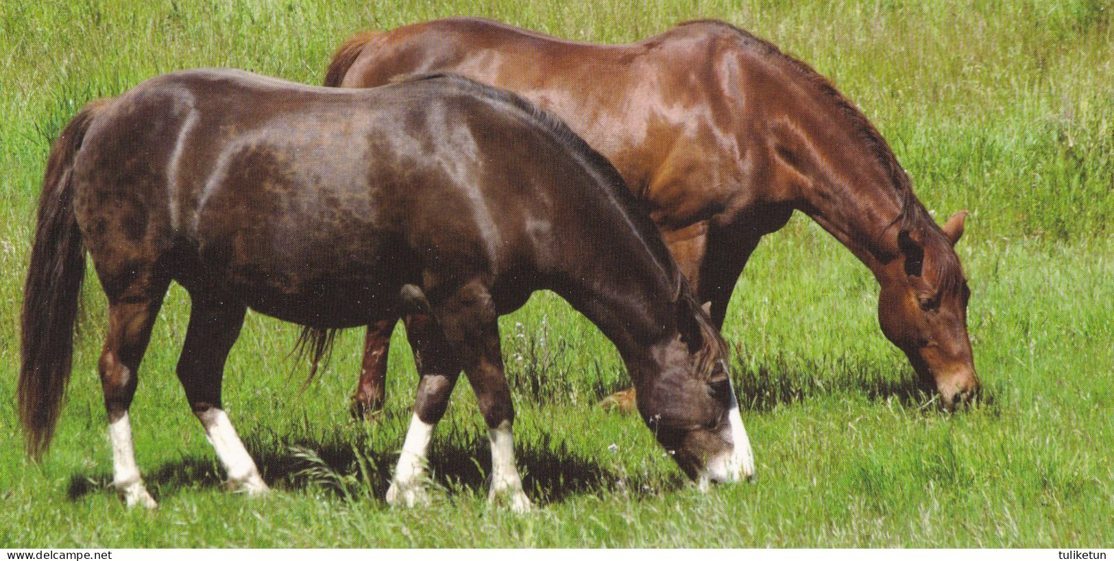 Horse - Cheval - Paard - Pferd - Cavallo - Cavalo - Caballo - Häst - Orange Papers - Horses