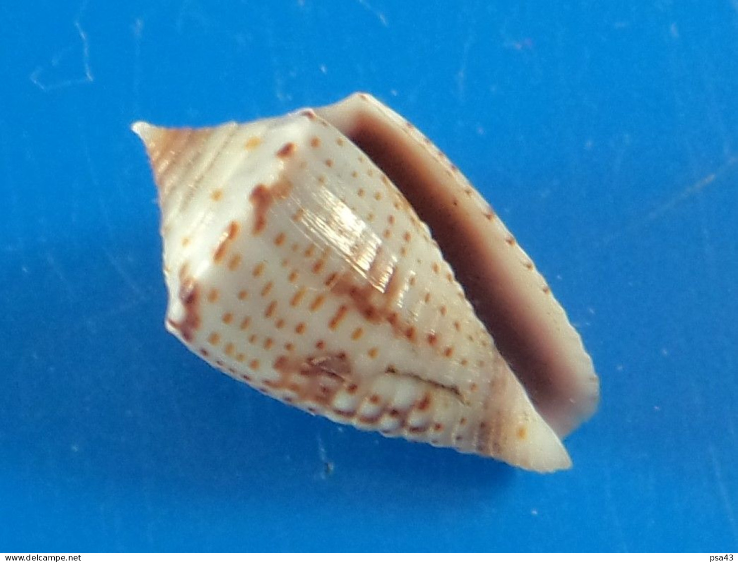 Conus Puncticulatus Trouvé Vivant Martinique (Le Vauclin) 14,9mm F+++ N20 - Conchiglie