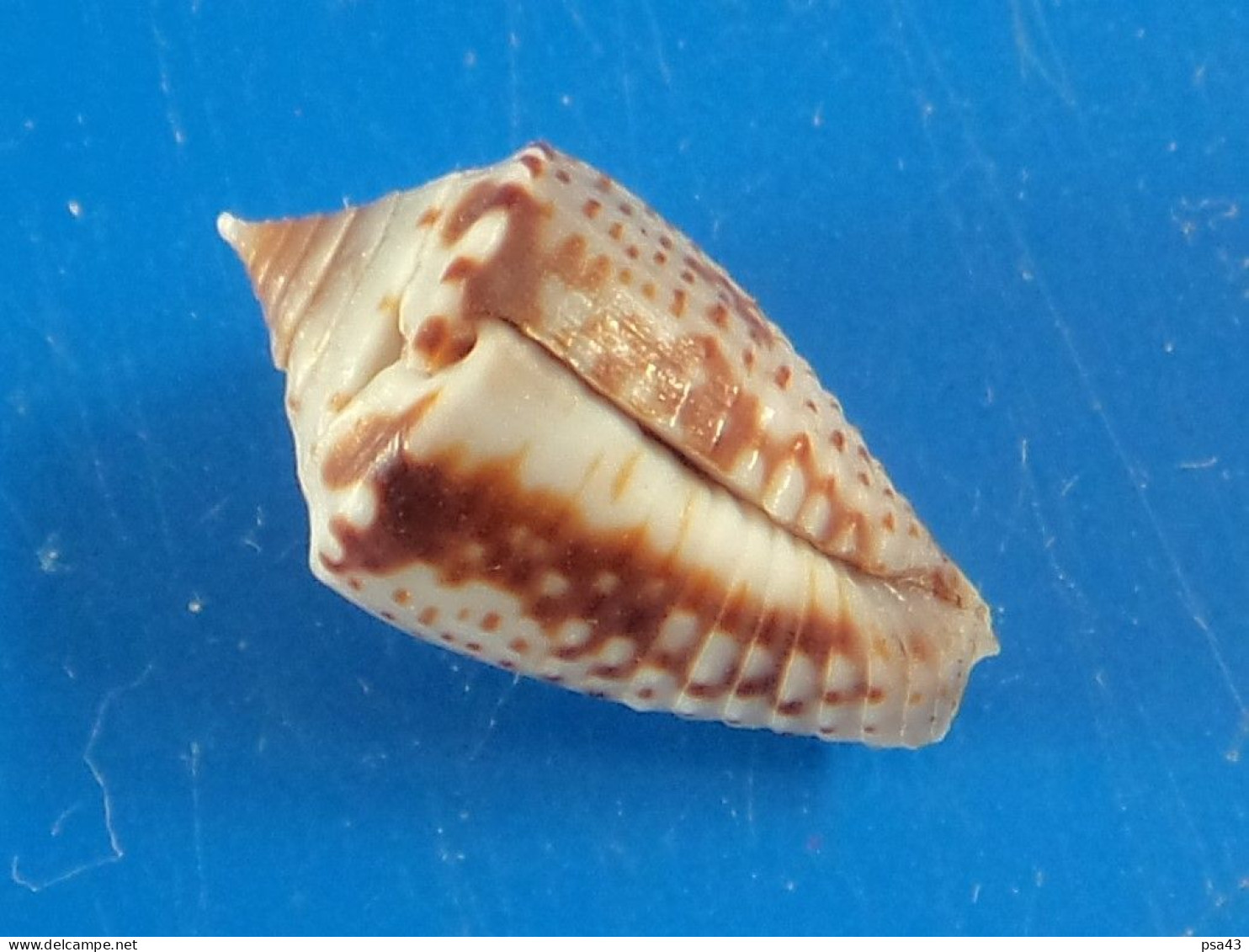 Conus Puncticulatus Trouvé Vivant Martinique (Le Vauclin) 14,9mm F+++ N20 - Conchiglie