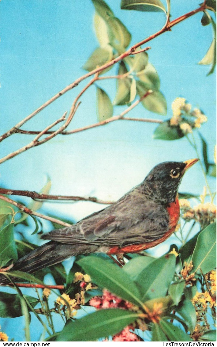 ANIMAUX - Oiseaux - Oiseau Sur Une Branche D'arbre - Carte Postale - Birds