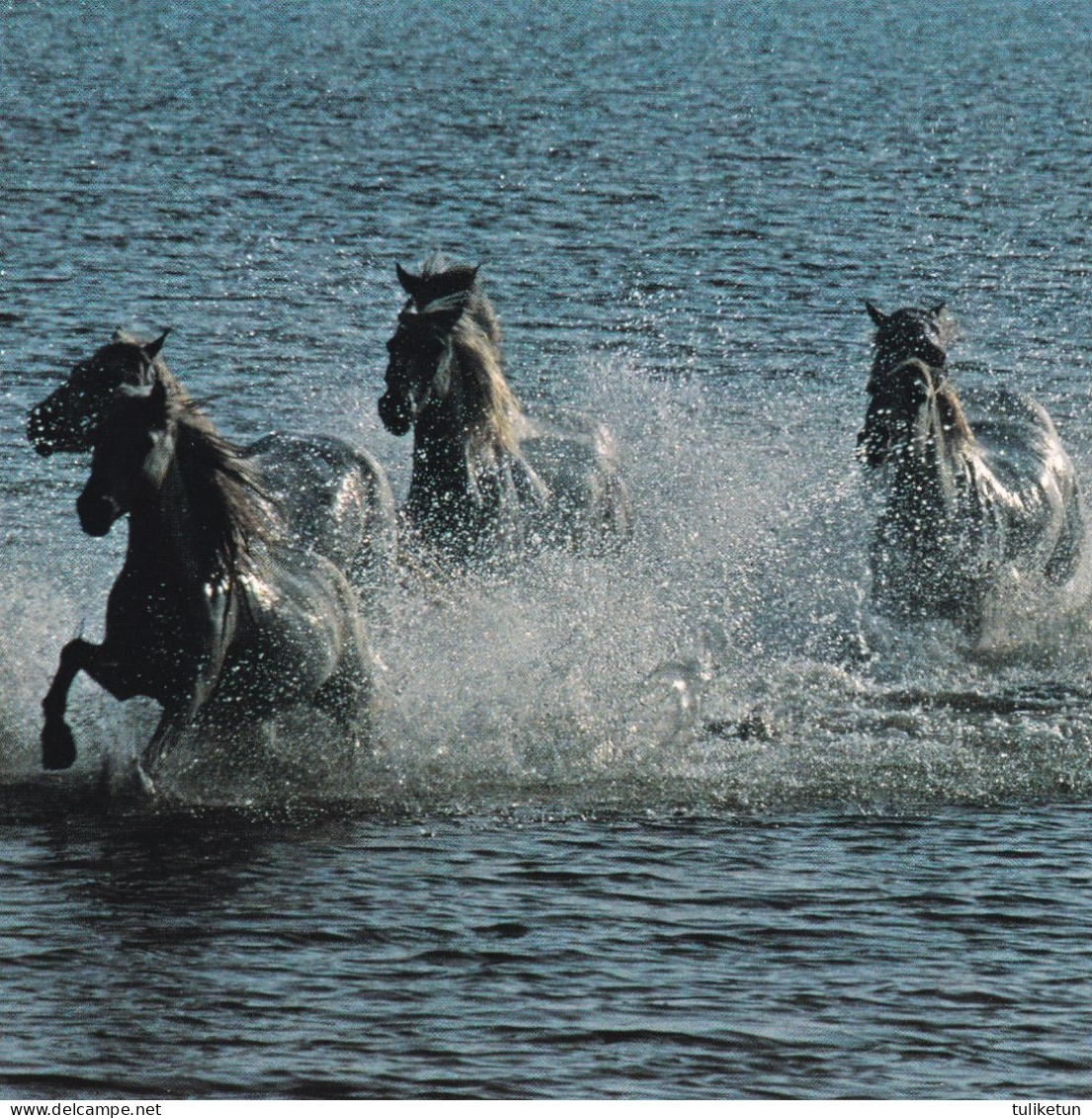 Horse - Cheval - Paard - Pferd - Cavallo - Cavalo - Caballo - Häst - Editions Hazan - Pferde