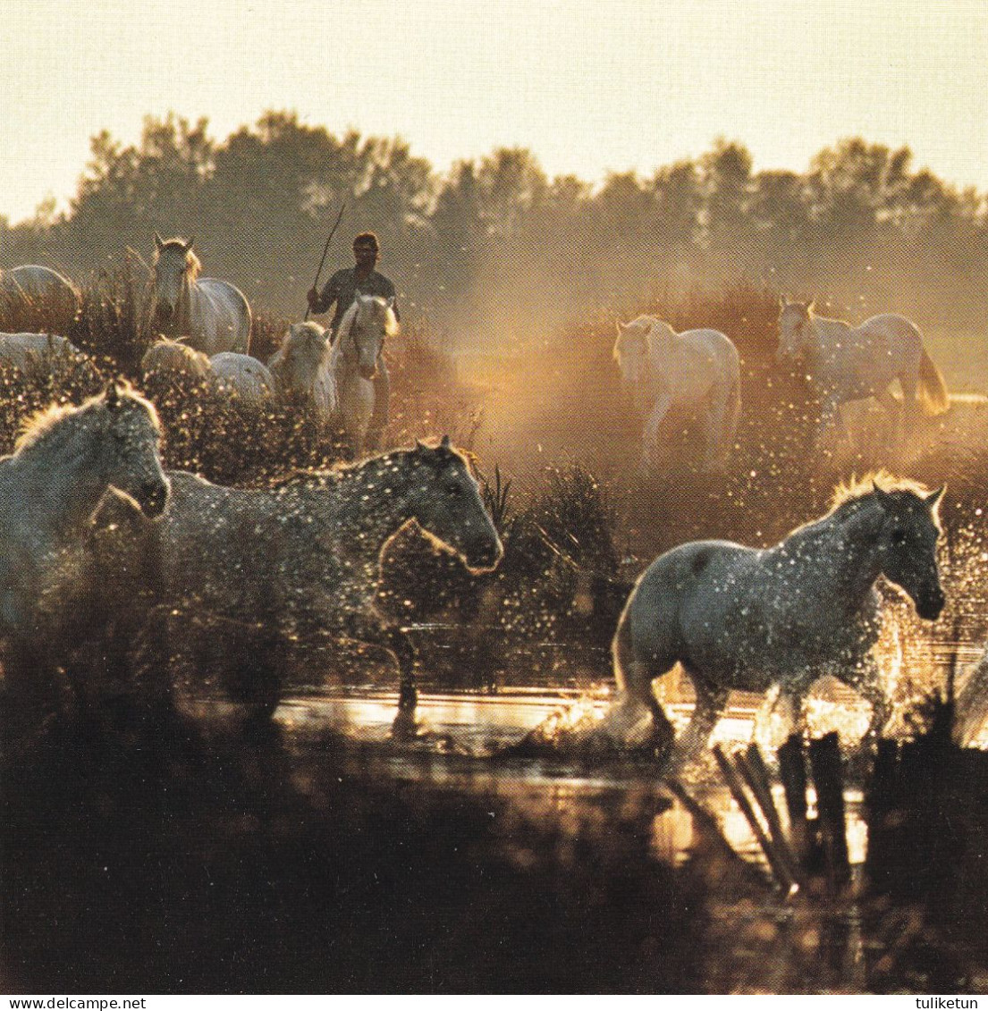 Horse - Cheval - Paard - Pferd - Cavallo - Cavalo - Caballo - Häst - Editions Hazan - Horses