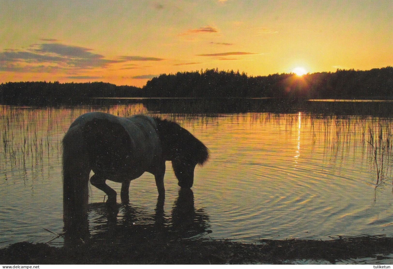 Horse - Cheval - Paard - Pferd - Cavallo - Cavalo - Caballo - Häst - Papperix - Pferde