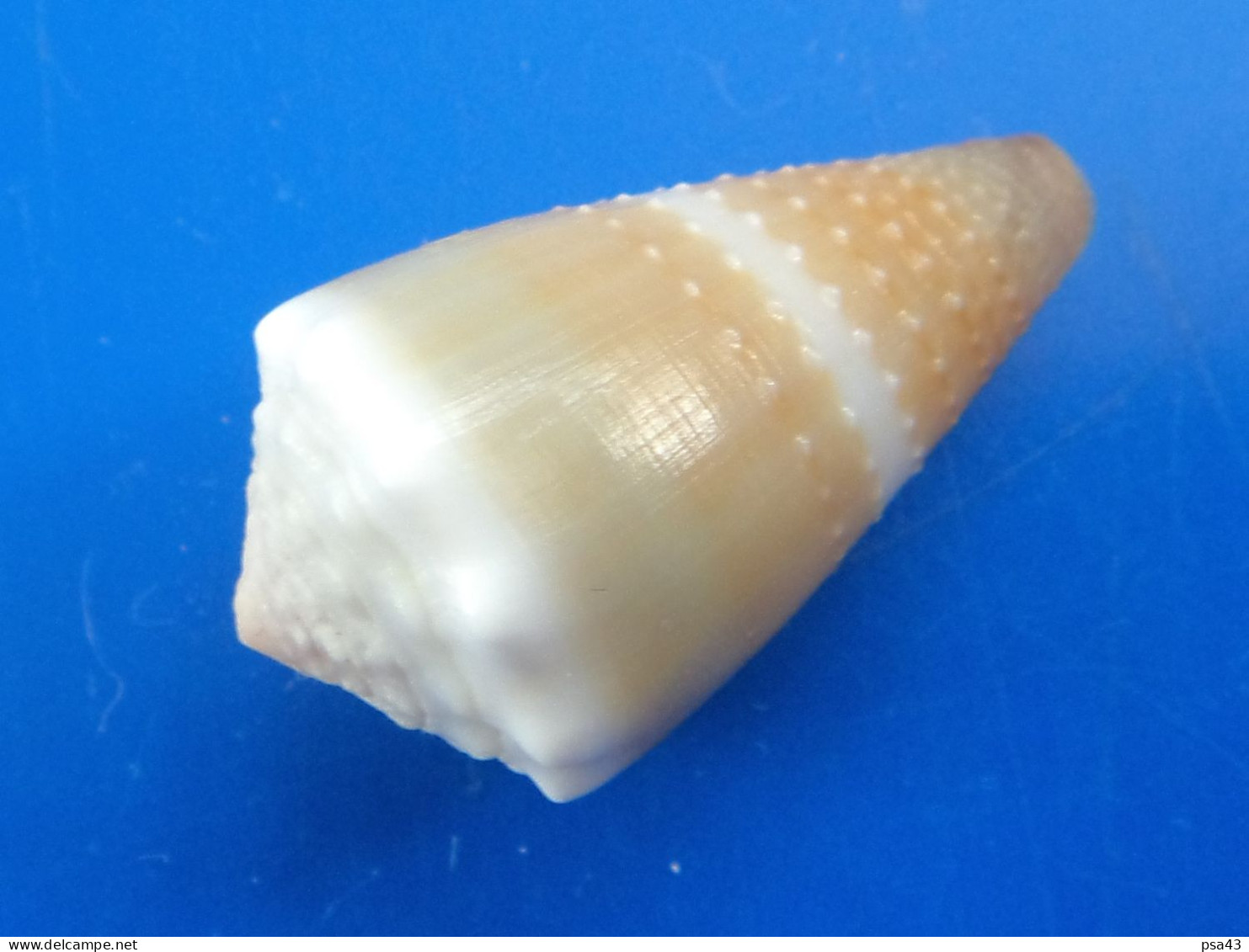 Conus Lividus La Réunion 26,5mm F+++/GEM N7 - Seashells & Snail-shells