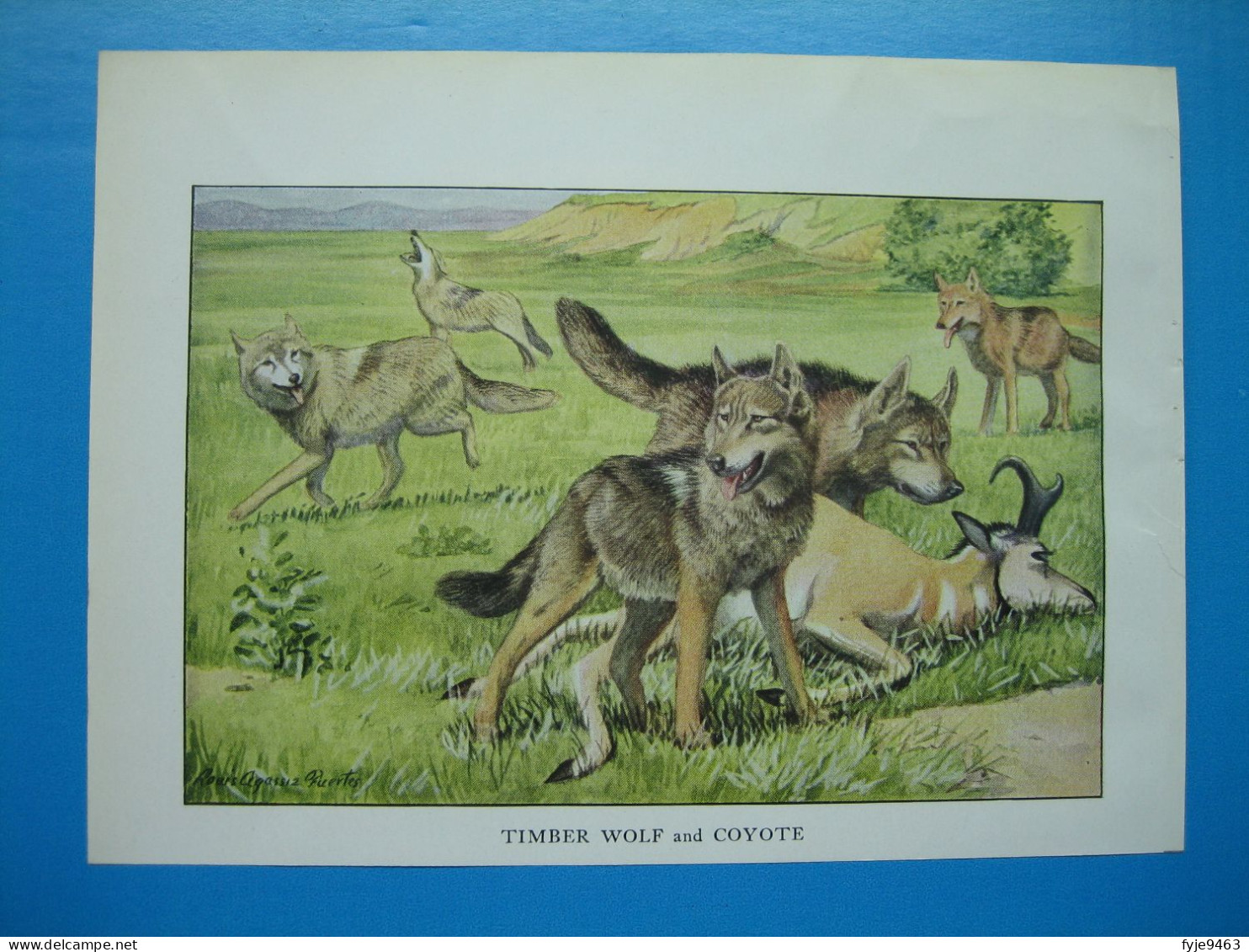 (1919) Chien TIMBER WOLF Et COYOTE - Sammlungen