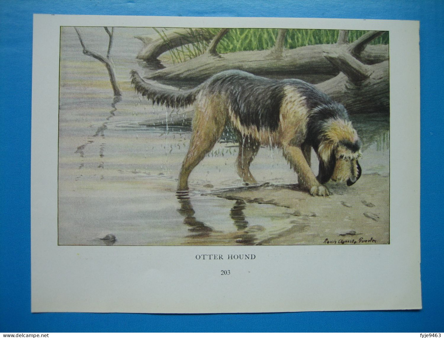 (1919) Chien OTTER  HOUND - Collections