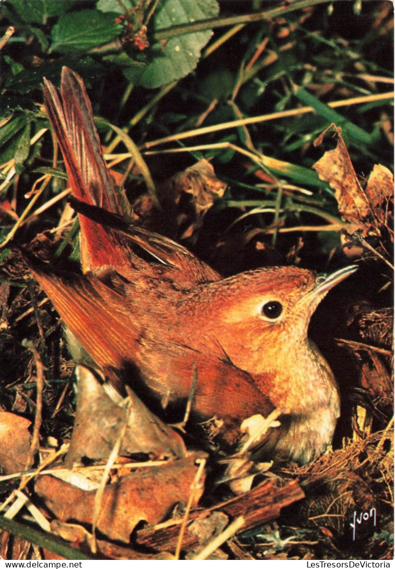 ANIMAUX - Oiseaux - Oiseaux De Notre Pays - Rossignol Philomèle - Luscinia Megrhynchos (Couvant) - Carte Postale - Birds