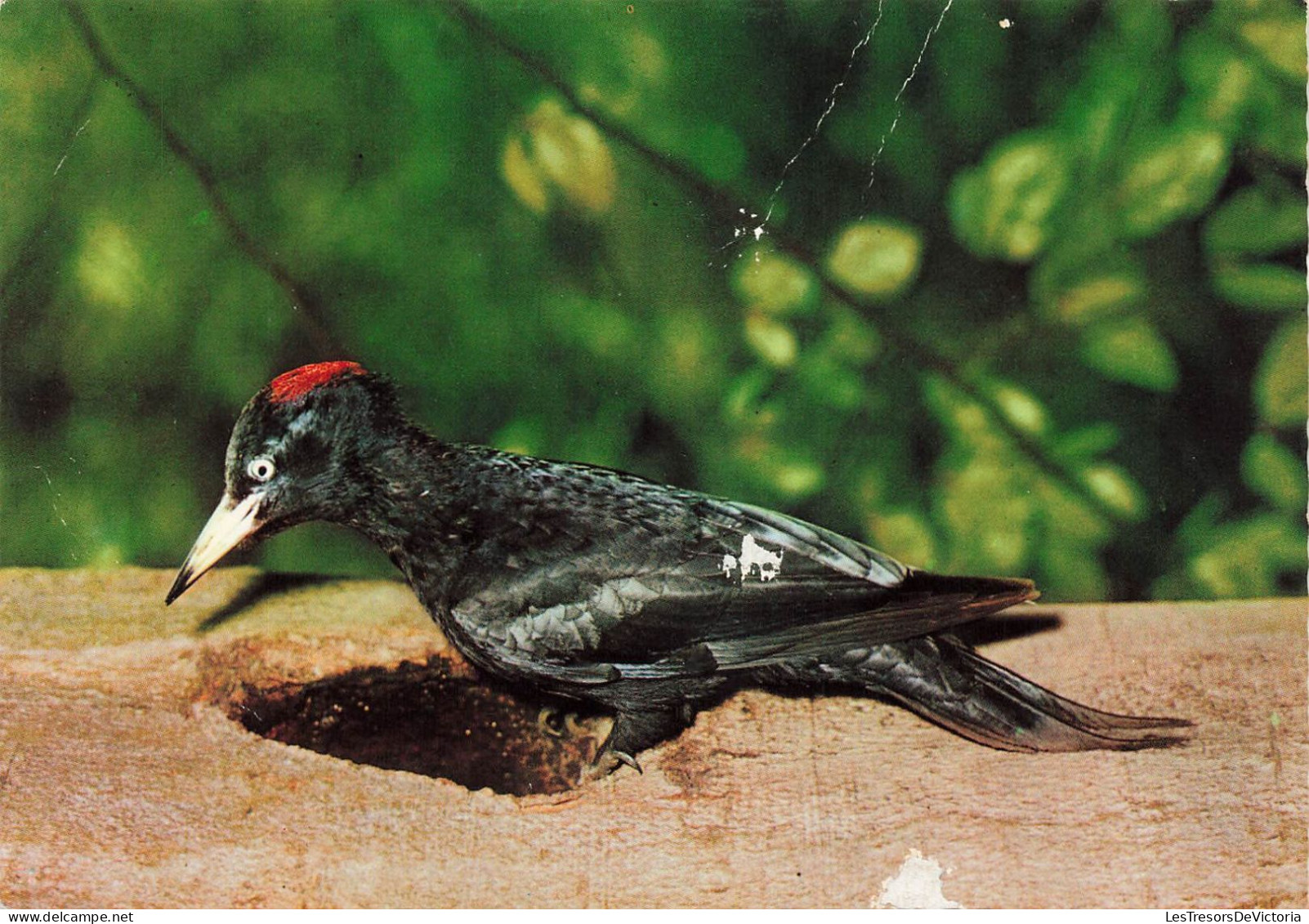 ANIMAUX - Oiseaux - Oiseau - Pie Noir - Black Magpie - Zwarte Specht - Pica Pica - Schwarzspecht - Carte Postale - Birds