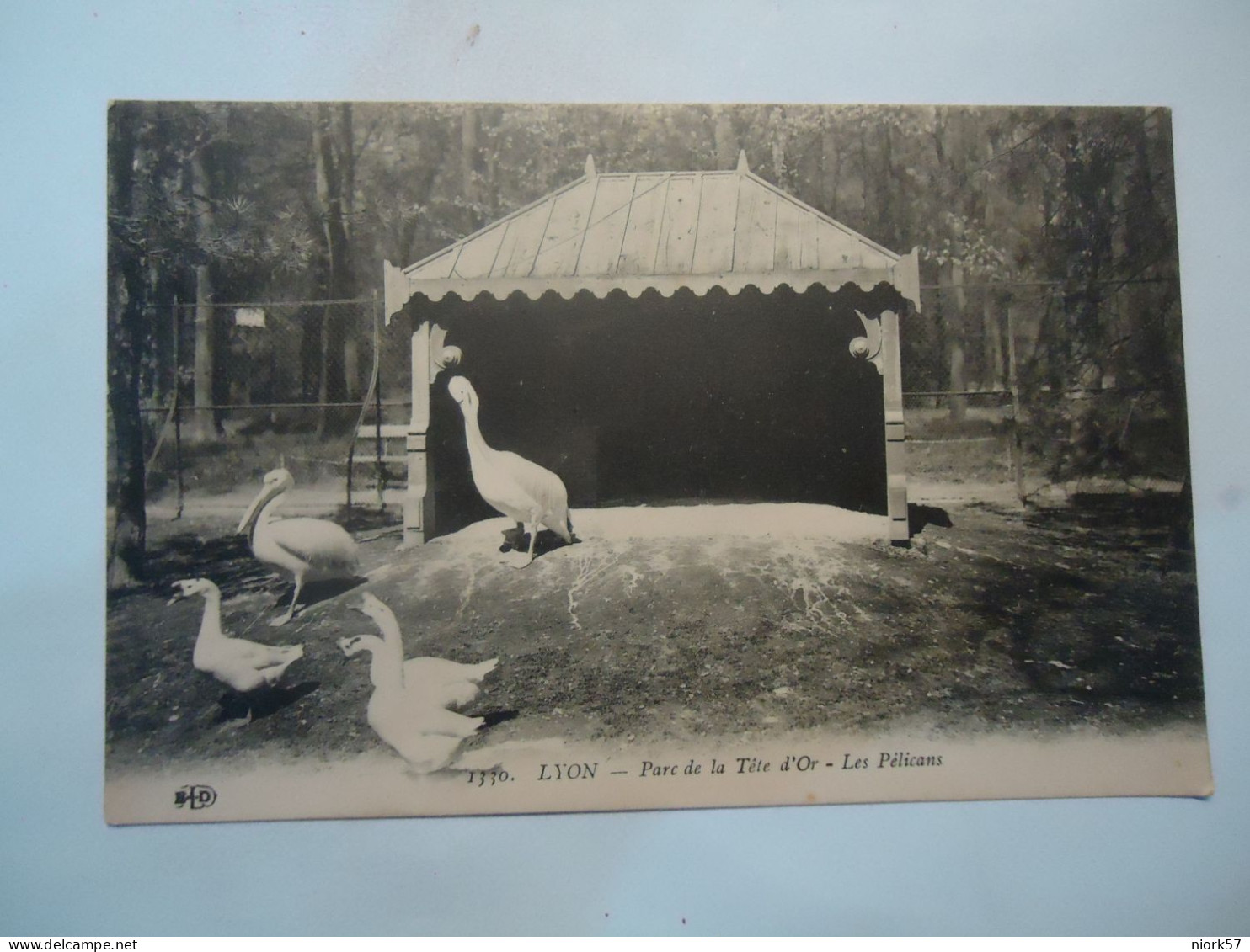 FRANCE  POSTCARDS LYON PARC DE LA TELE D'OR  BIRDS PELECAN  SWAN - Sonstige & Ohne Zuordnung