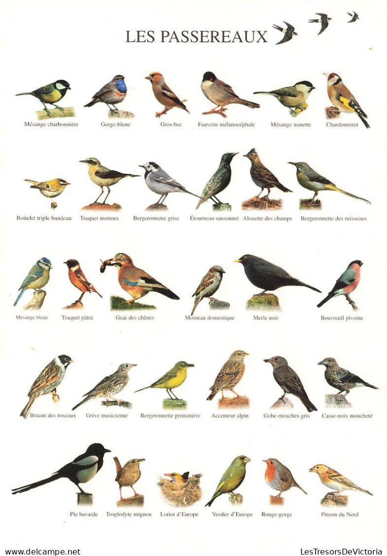ANIMAUX - Oiseaux - Les Passereaux - Plusieurs Oiseaux - Carte Postale - Birds
