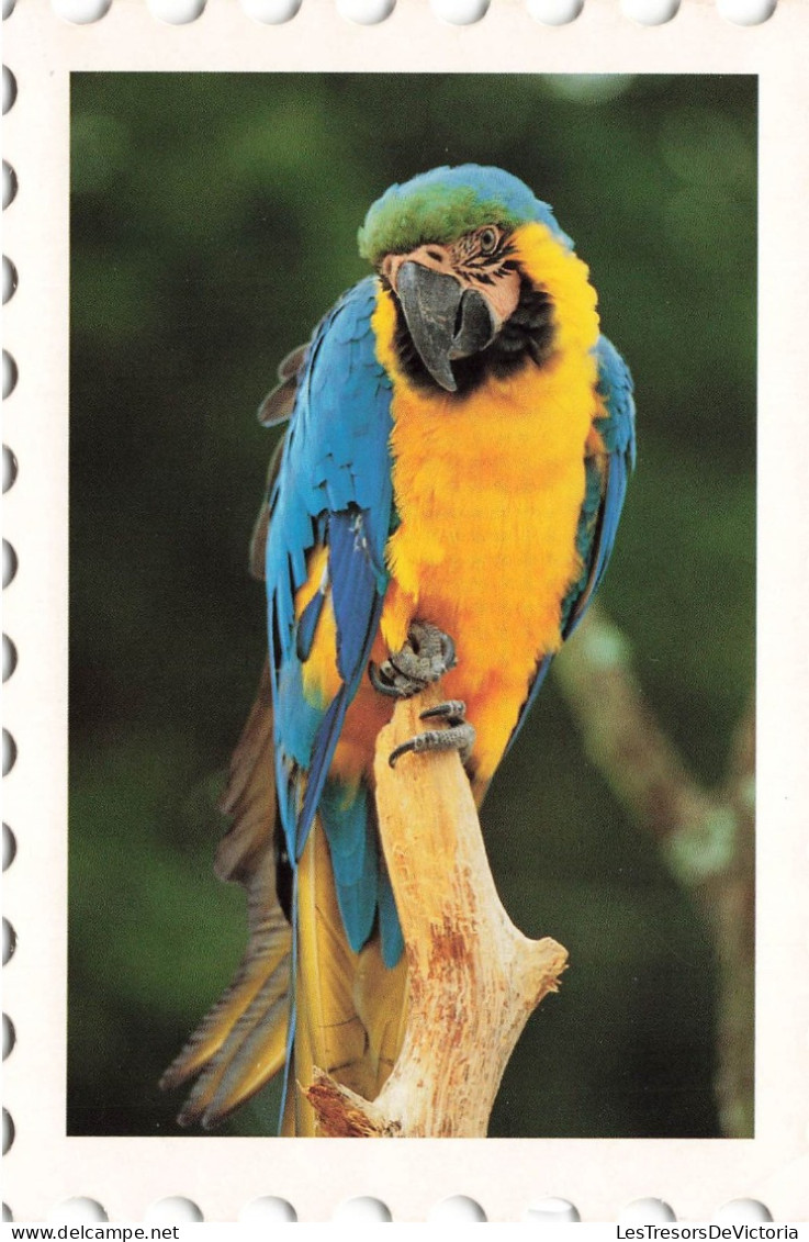 ANIMAUX - Oiseaux - Oiseau - Perroquet Sur Une Branche D'arbre - Carte Postale - Birds