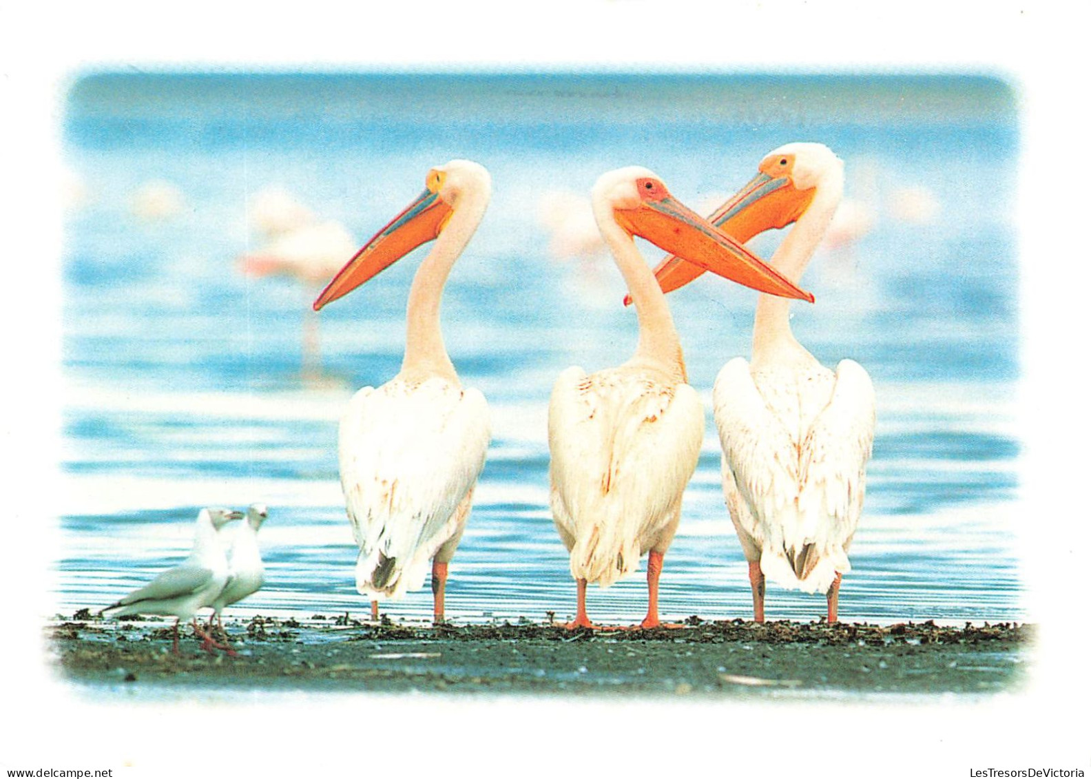 ANIMAUX - Oiseaux - Trois Fiers Pélicans - La Mer - Carte Postale - Birds